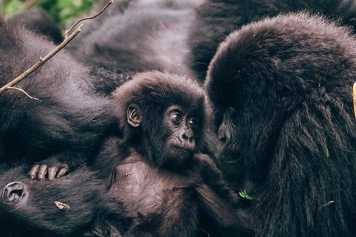 A group of mountain gorillas in Bwindi Impenetrable National Park, with a trekked visitor observing them from a safe distance.