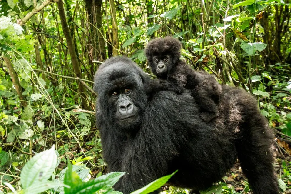 Mother gorilla carrying her baby on her back in the Bwindi Impenetrable Forest, Uganda.
