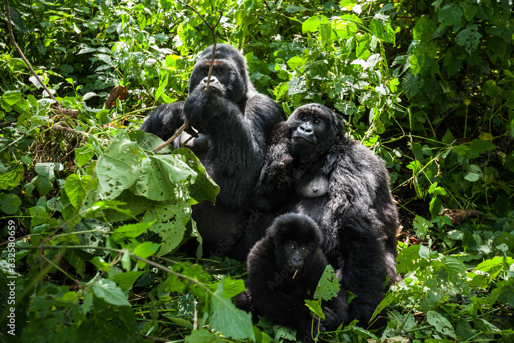 Best Time for Gorilla Trekking