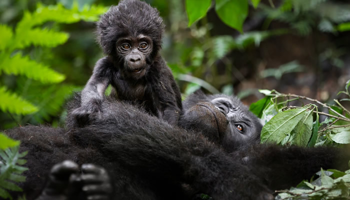 A family of mountain gorillas resting in the lush green rainforest of Ruhija Sector, Bwindi Impenetrable National Park, Uganda.