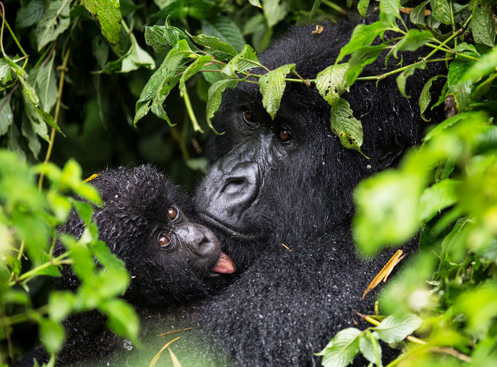 A mother mountain gorilla gently holding her baby in the dense jungle of Bwindi Impenetrable National Park, Uganda.