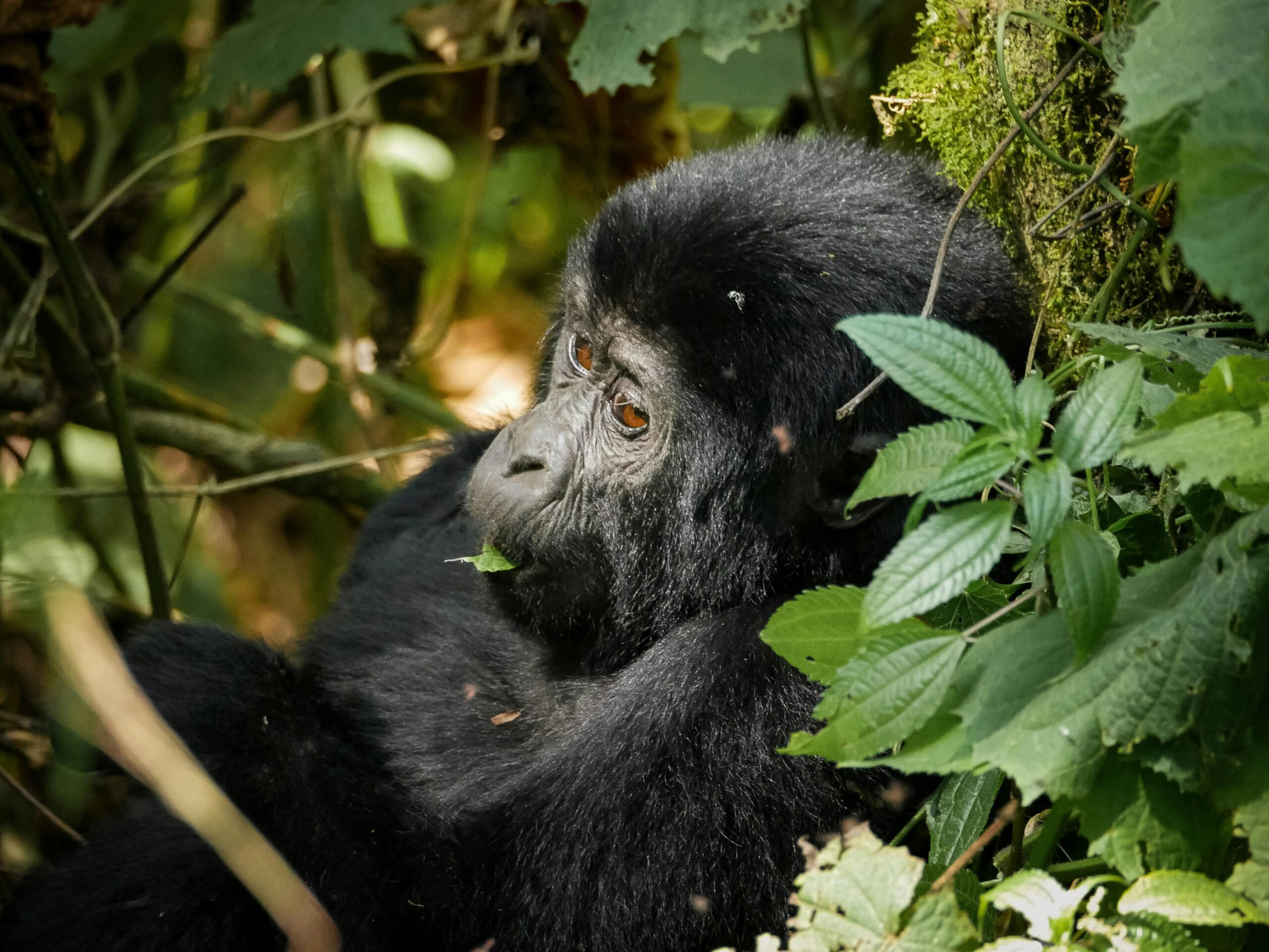 A baby mountain gorilla sitting in the lush rainforest of Bwindi Impenetrable National Park, Uganda.