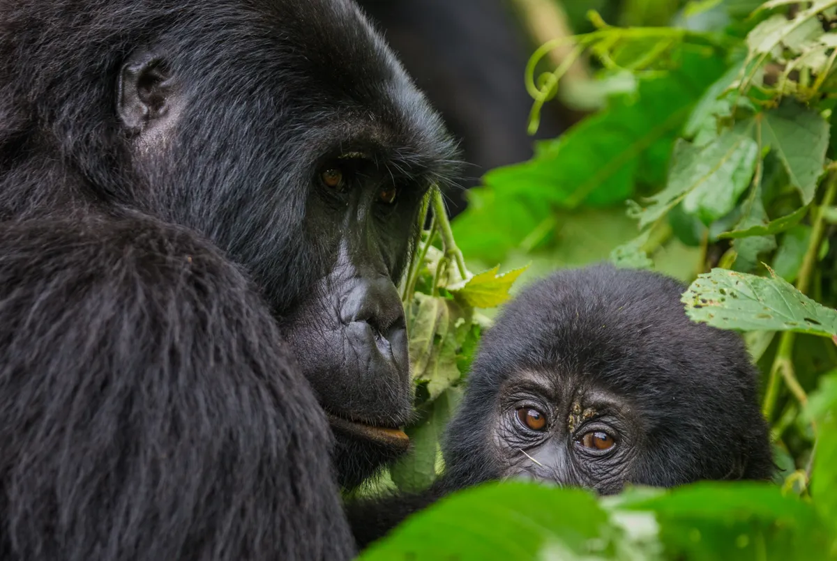 Günstiges Gorilla Trekking in Afrika für deutsche Reisende