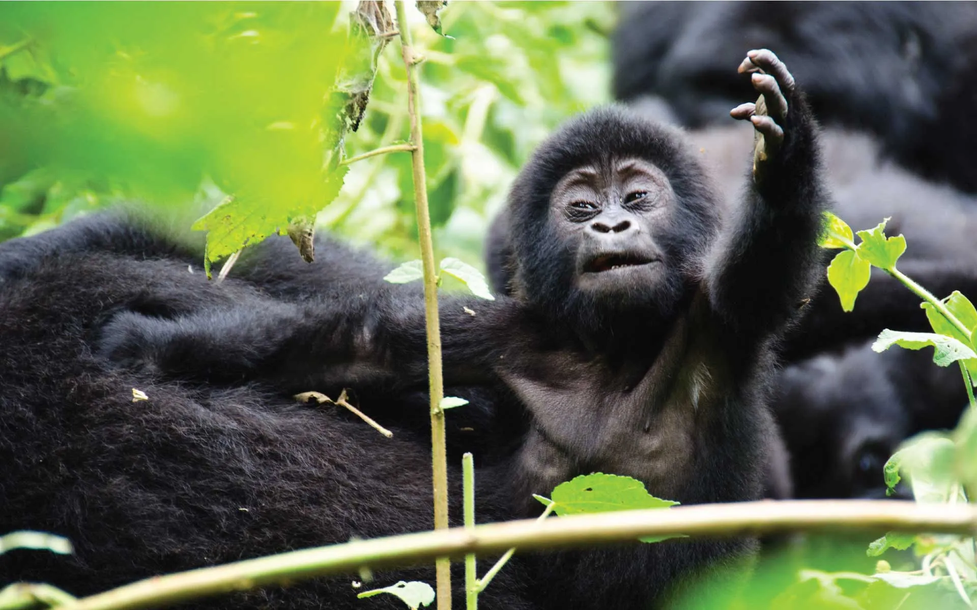 Günstige Gorilla Trekking Pakete in Afrika 2025