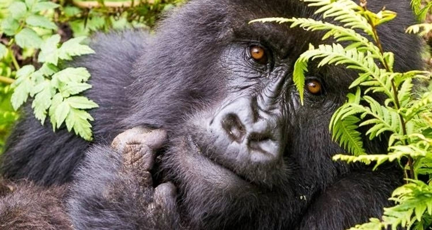 Wie viel kostet ein Gorilla Permit in Afrika im Jahr 2025?
