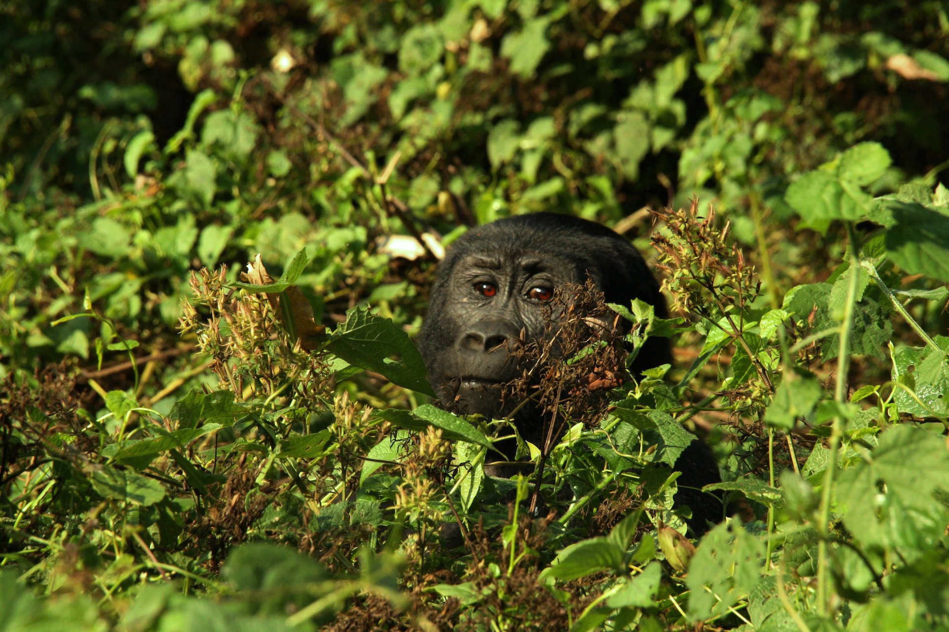 Die günstigsten Orte, um Gorillas in Afrika zu sehen