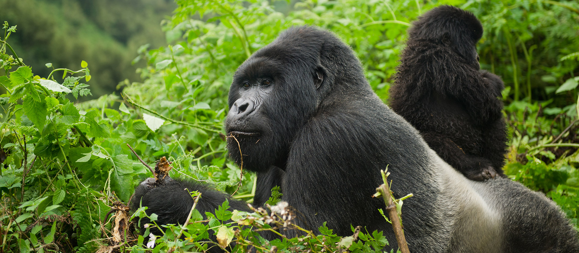 Bwindi Impenetrable National Park