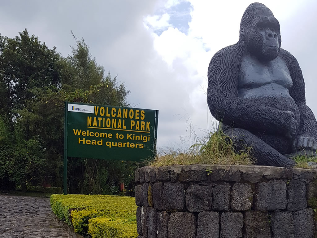 Wo kann man Gorillas in Afrika beobachten?