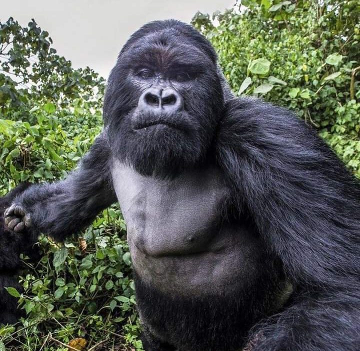 A majestic mountain gorilla in its natural rainforest habitat, perfect for gorilla trekking adventures.