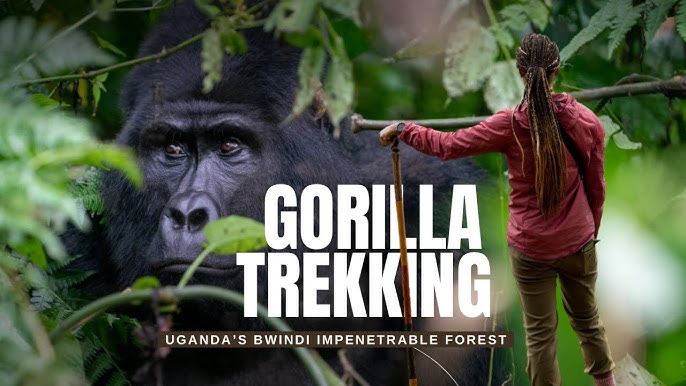 A breathtaking panoramic view of Bwindi Impenetrable National Park, showcasing its dense rainforest, rolling hills, and mist-covered valleys.