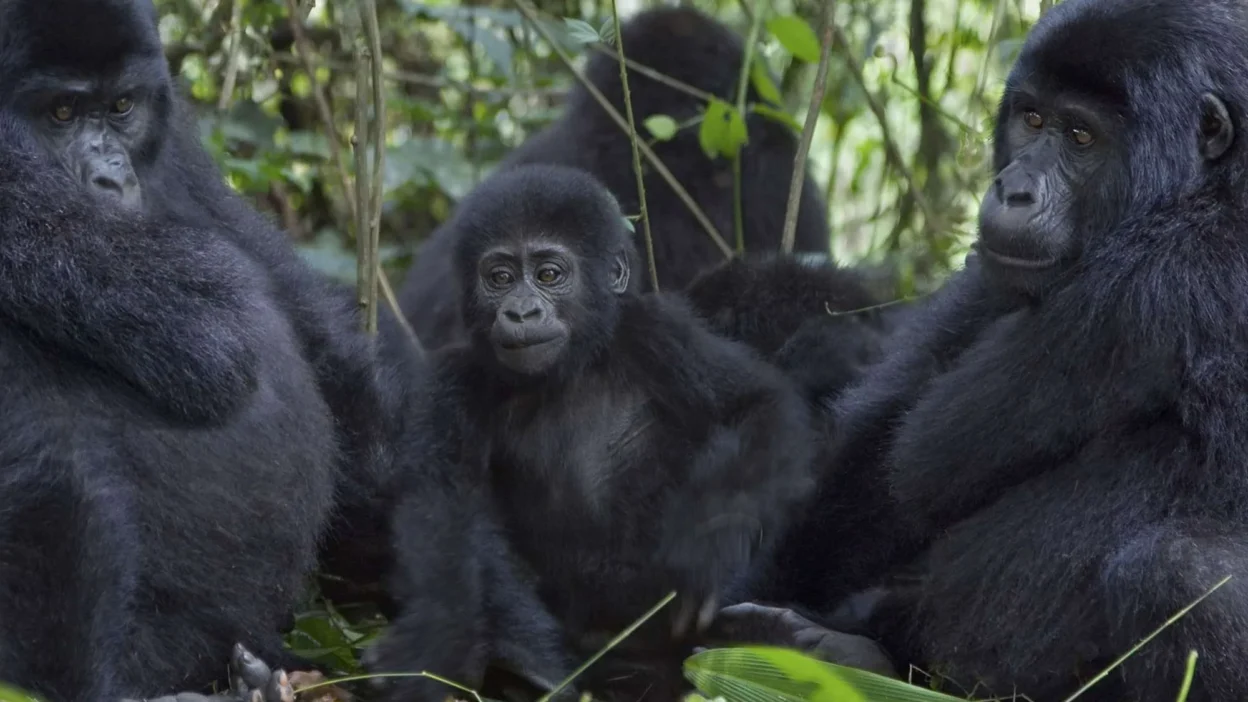 Wann ist die beste Zeit für ein günstiges Gorilla-Trekking?