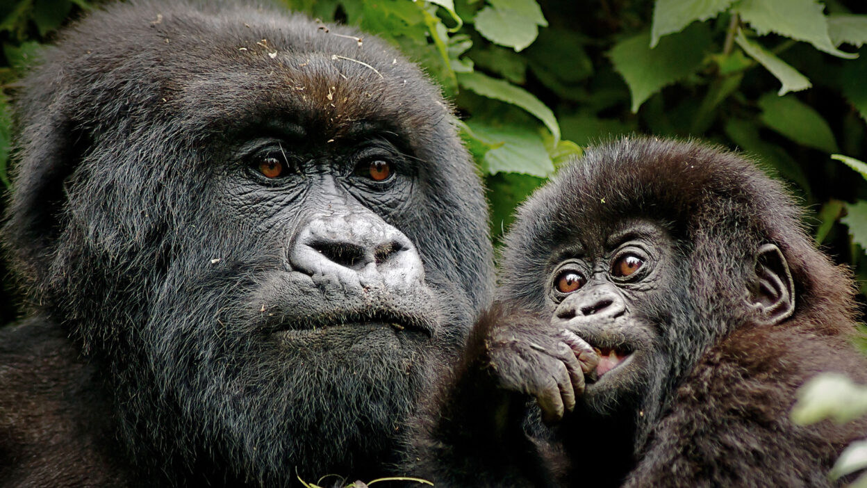 Gorilla trekking in Bwindi Impenetrable Forest, Uganda