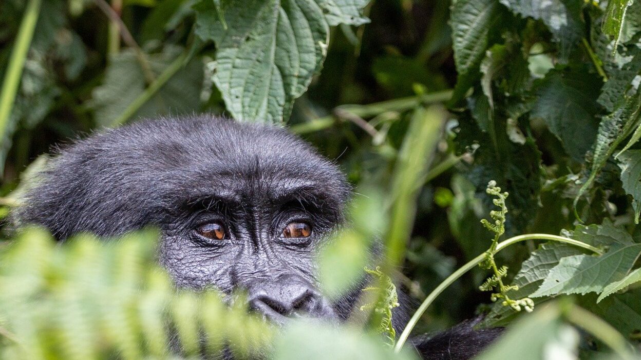 Gorilla Trekking