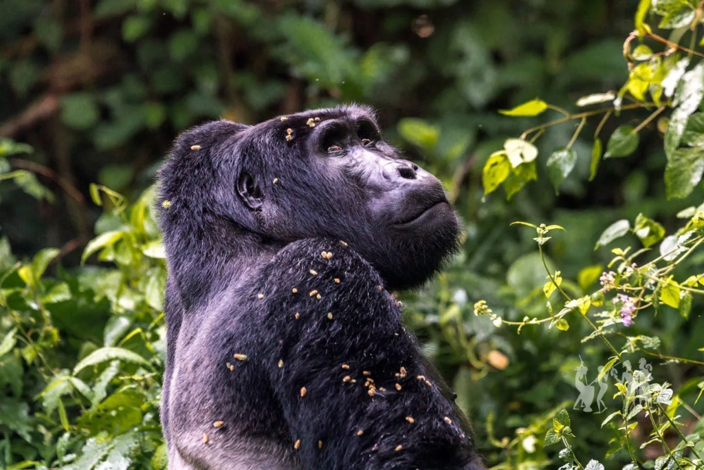 Gorilla Trekking in Uganda & Rwanda