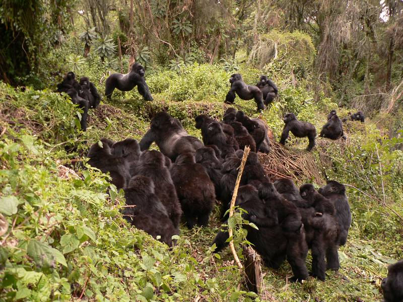 Gorilla Trekking in Uganda & Rwanda