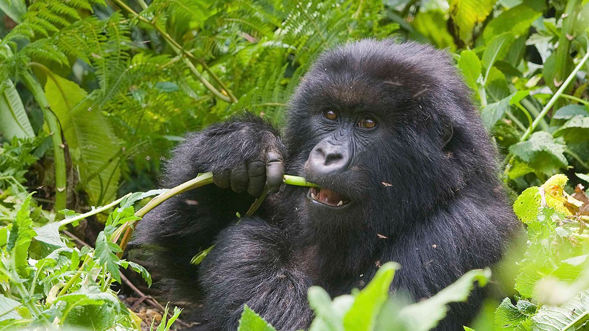 7 Days Rwanda Safari