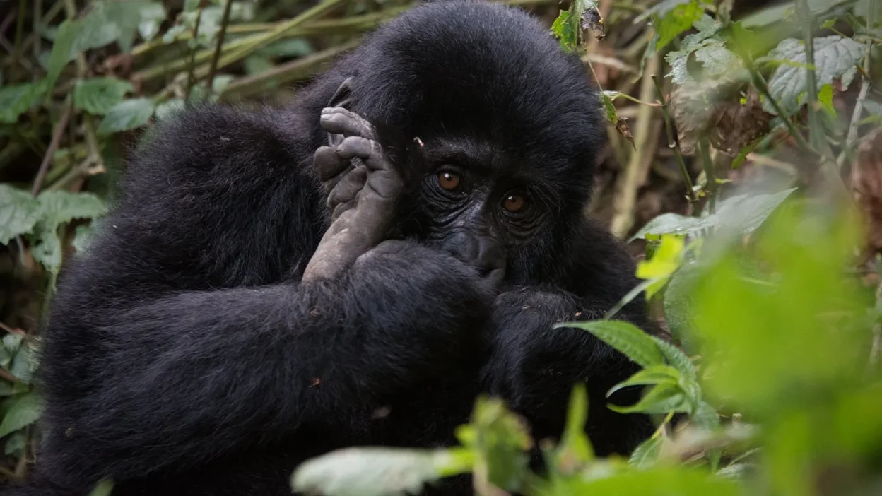Warum Mountain Gorilla Safaris inkl Flug ab Europa immer beliebter werden