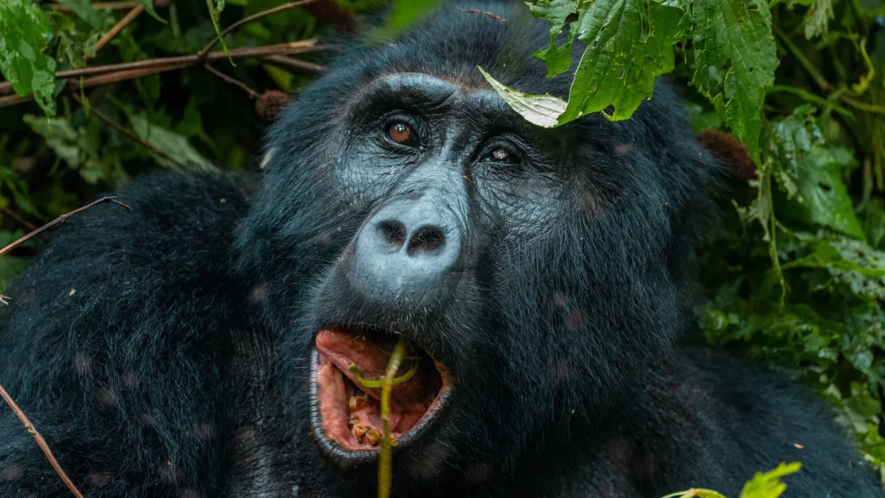 Gorilla Trekking und Familiensafari Uganda