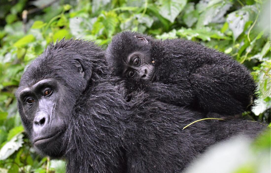 Gorillamutter mit Baby im Bwindi Nationalpark während einer Gorilla Trekking Safari